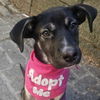 adoptable Dog in  named Rebeck (p)