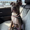 adoptable Dog in  named Ladybug