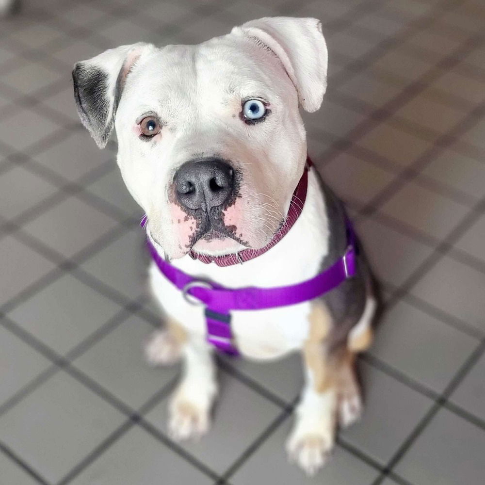 adoptable Dog in Whitestone, NY named Ryatt