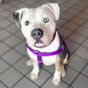 adoptable Dog in whitestone, NY named Ryatt