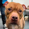 adoptable Dog in  named Alexia