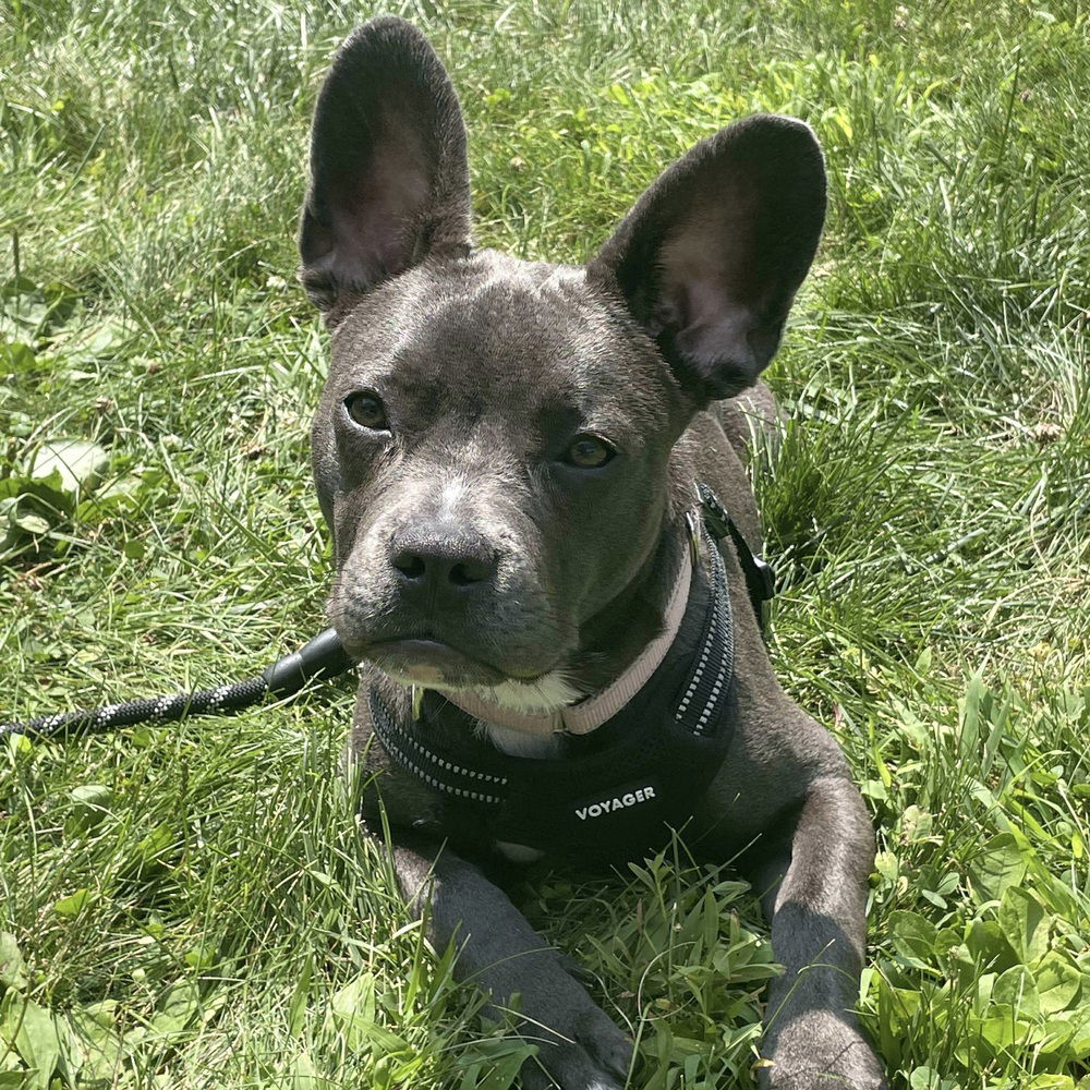 adoptable Dog in Whitestone, NY named Dewey