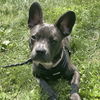 adoptable Dog in , NY named Dewey