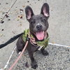 Dewey - Photo 1