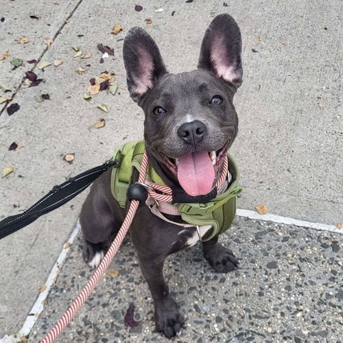 DEWEY - French Bulldog / Terrier available for adoption