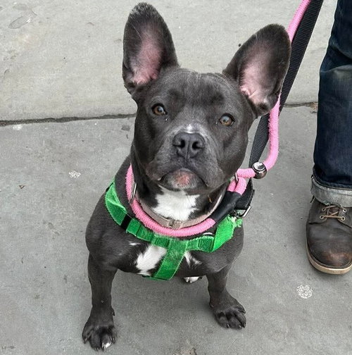DEWEY - French Bulldog / Terrier available for adoption
