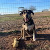 adoptable Dog in whitestone, NY named Peggy Sue