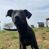 adoptable Dog in whitestone, NY named Esme