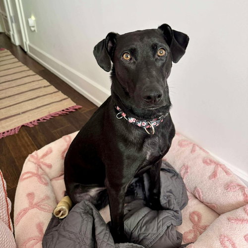 picture of the dog needing adoption