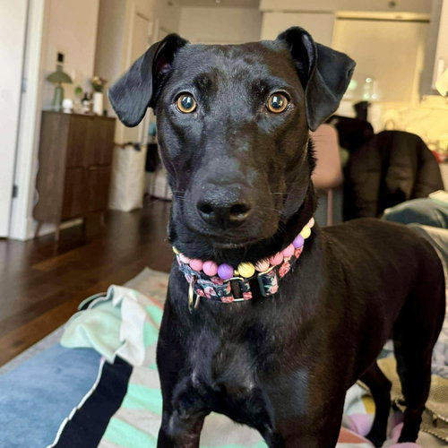 ESME - Terrier available for adoption