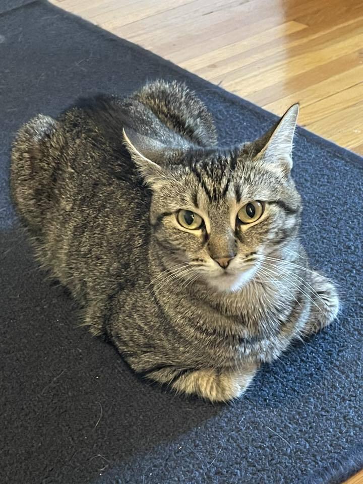 adoptable Cat in Whitestone, NY named Roni