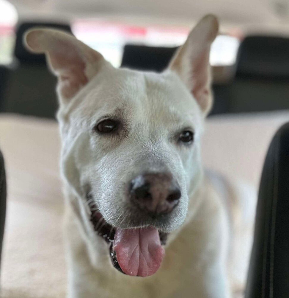 adoptable Dog in Whitestone, NY named Akiko
