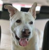 adoptable Dog in  named Akiko