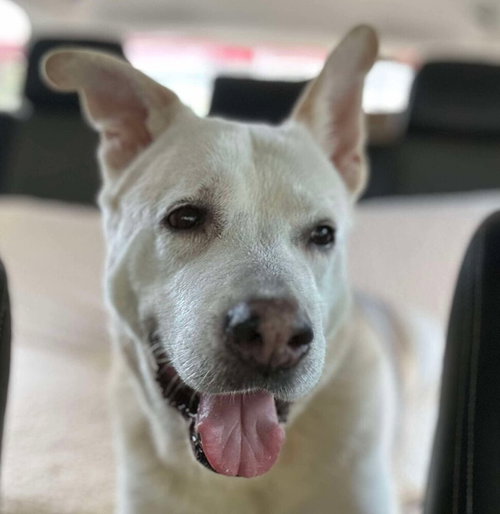 picture of the dog needing adoption