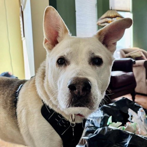 AKIKO - German Shepherd Dog / Terrier available for adoption
