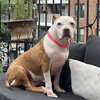 Tilly - Photo 2