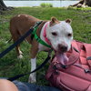Tilly - Photo 3