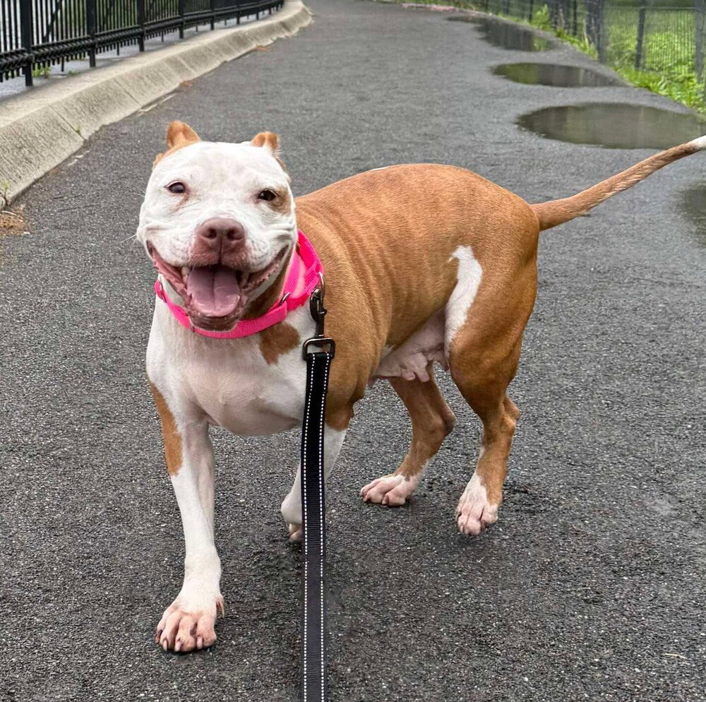Pit Bull
