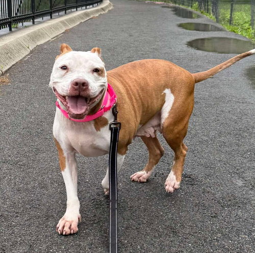 TILLY - American Staffordshire Terrier available for adoption