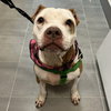Tilly - Photo 3