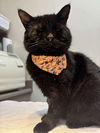 adoptable Cat in whitestone, NY named Maytag