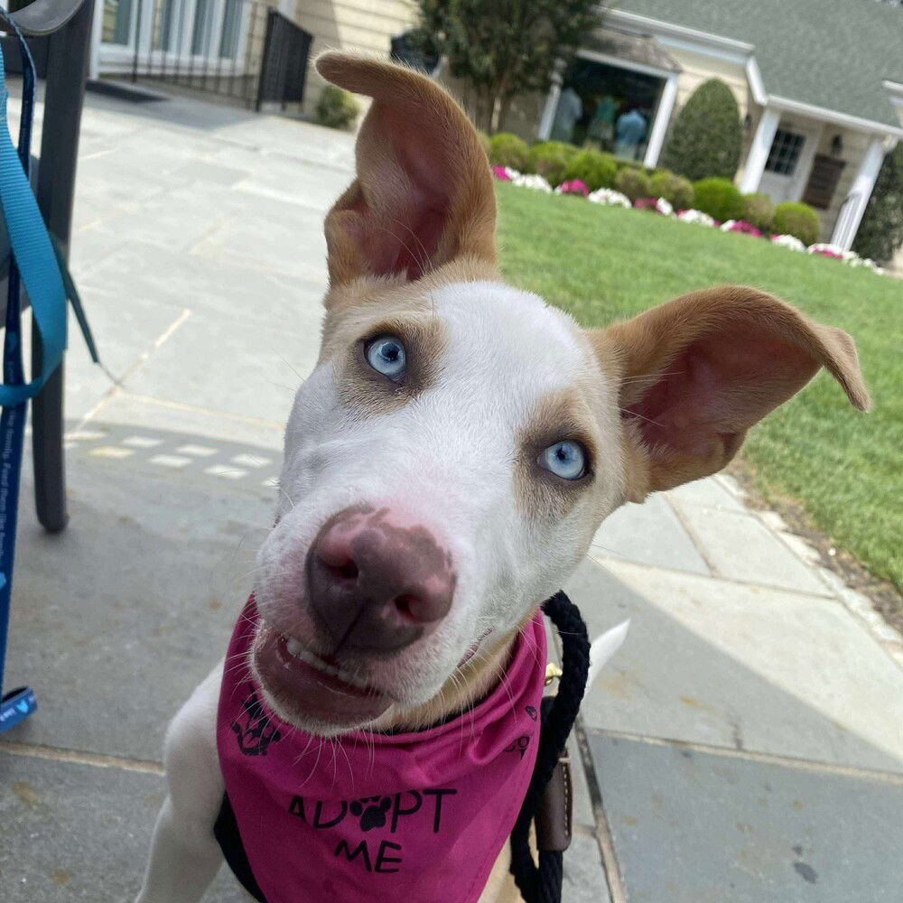 adoptable Dog in Whitestone, NY named Amy (p)