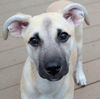adoptable Dog in whitestone, NY named Camila
