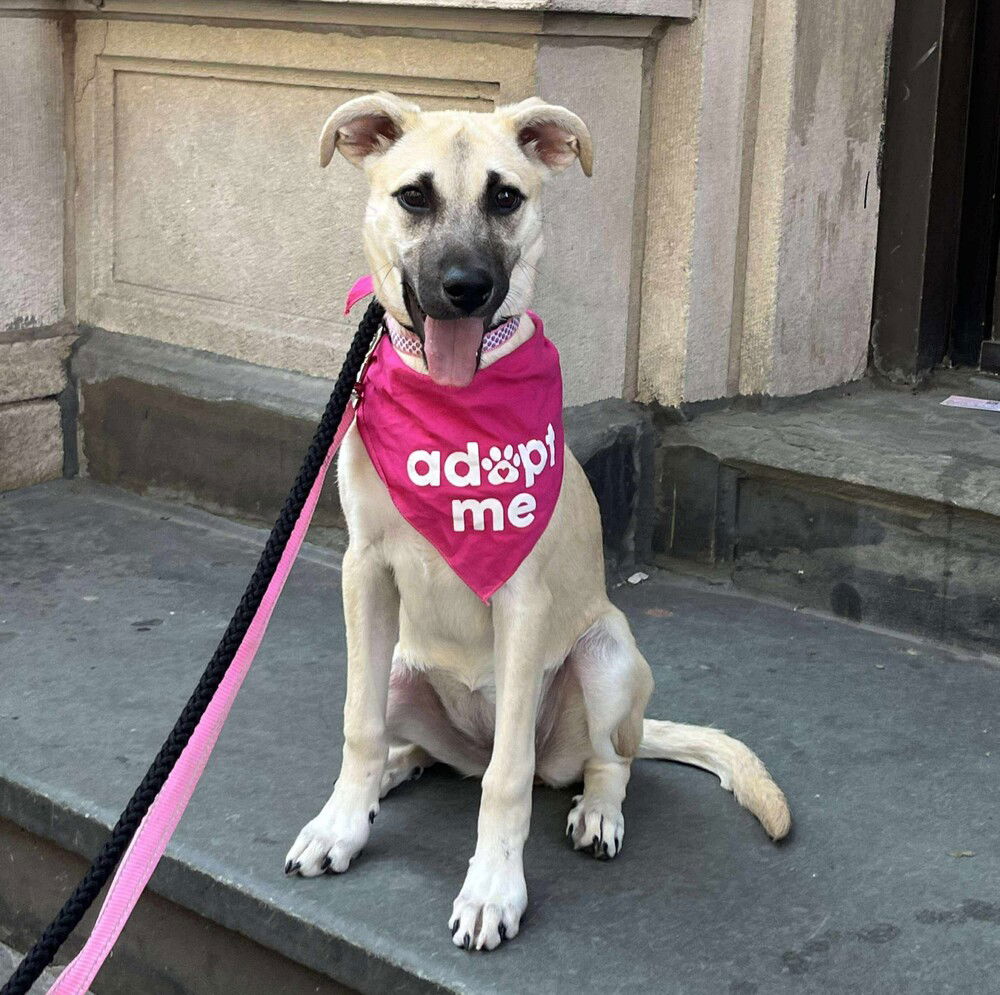 adoptable Dog in Whitestone, NY named Camila