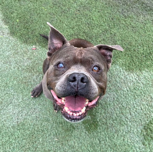 MUGSY - American Staffordshire Terrier / Terrier available for adoption