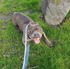 Mugsy - Photo 4