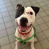 adoptable Dog in , NY named Diego