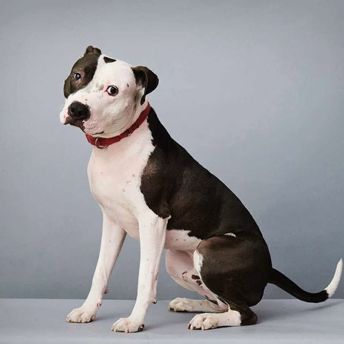 DIEGO - American Staffordshire Terrier / Terrier available for adoption