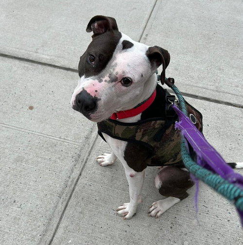 DIEGO - American Staffordshire Terrier / Terrier available for adoption