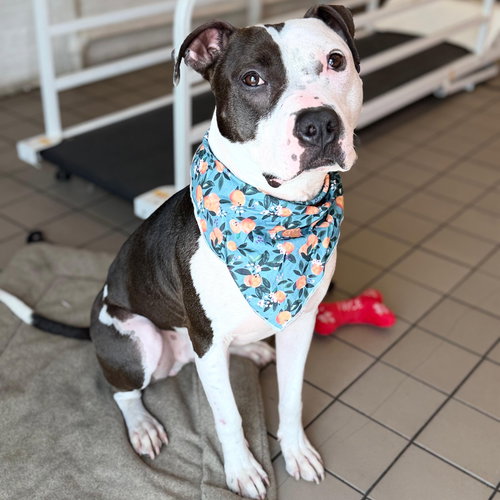 Diego, an adoptable American Staffordshire Terrier in Whitestone, NY
