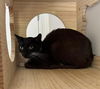 adoptable Cat in whitestone, NY named Trixie