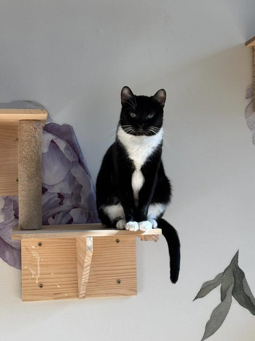 picture of the cat needing adoption