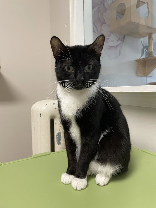 TRIXIE - Domestic Short Hair available for adoption