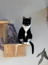 Trixie - Photo 4