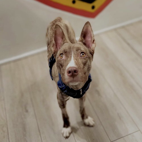 LILY LUZ - Terrier available for adoption