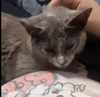 adoptable Cat in whitestone, NY named Squeaky