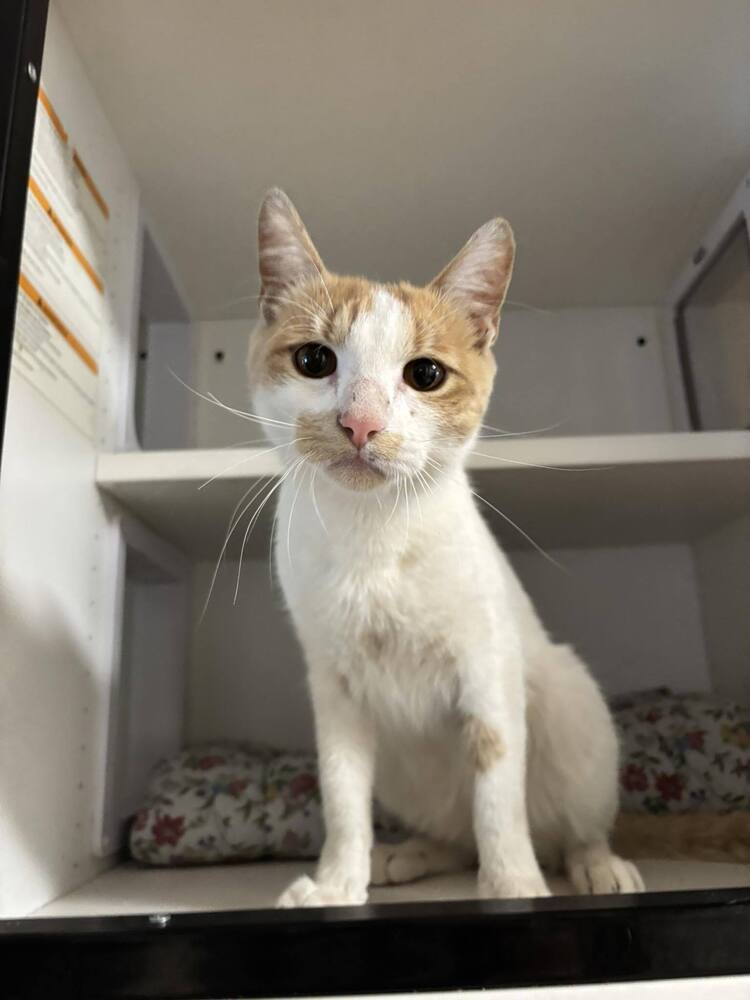 adoptable Cat in Whitestone, NY named Ember