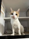 adoptable Cat in whitestone, NY named Ember