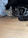 adoptable Cat in whitestone, NY named Sheldon