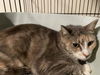 adoptable Cat in whitestone, NY named Epona