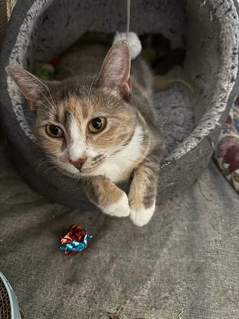 picture of the cat needing adoption