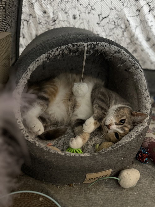 EPONA - Domestic Short Hair available for adoption