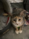 Epona - Photo 4