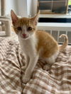 adoptable Cat in whitestone, NY named Mimosa