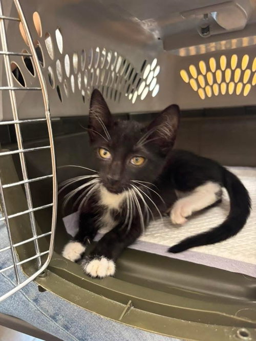MOJITO - Domestic Short Hair available for adoption