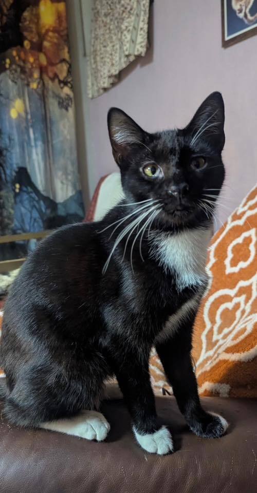 MOJITO - Domestic Short Hair available for adoption